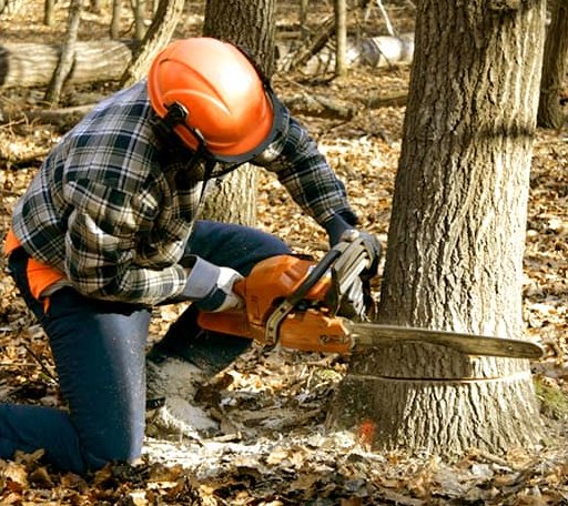 Tree Removal in Stonewall, OK